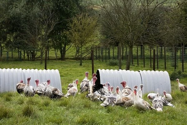 Turkeys - group outside shelter in field