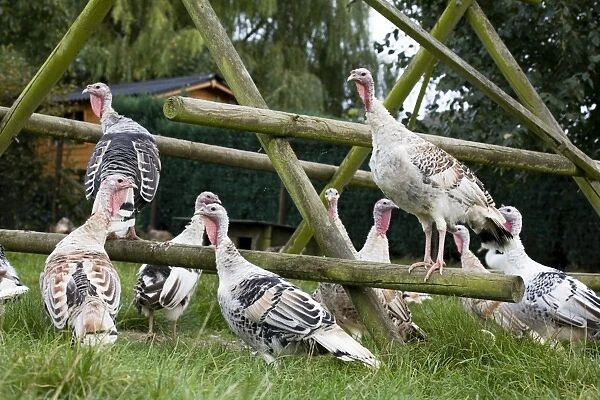 Turkeys - group at turkey playground