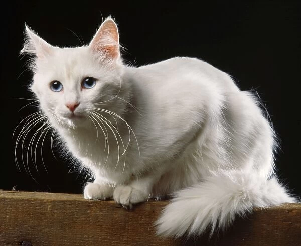 Turkish Angora Cat