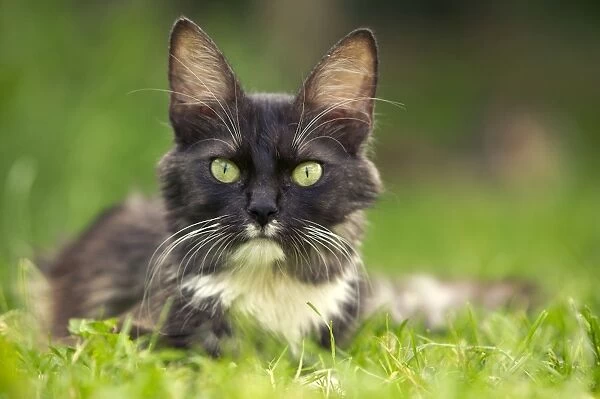 Turkish Angora Cat - Sitting in grass