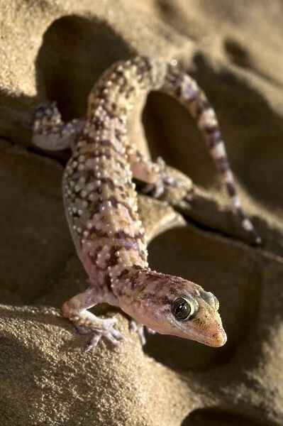 Turkish Gecko - Italy