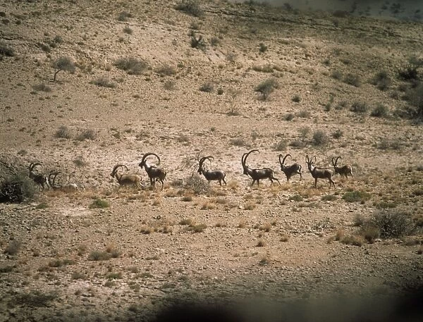 Turkmen Wild Goat - bachelor herd moving across desert Kirthar National Park, Pakistan