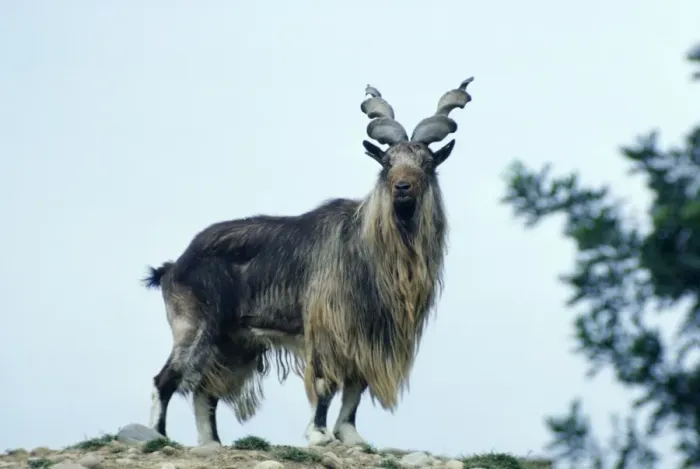 Framed Print : Turkomen Markhor Framed Print : Turkomen Markhor