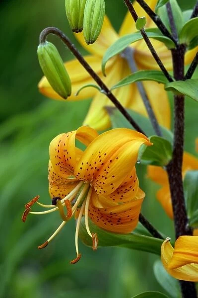 Turk's-cap Lily bears up to 20 pendulous orange flowers with conspicuous dark spots - flowers mid to late summer. Kent garden, UK June