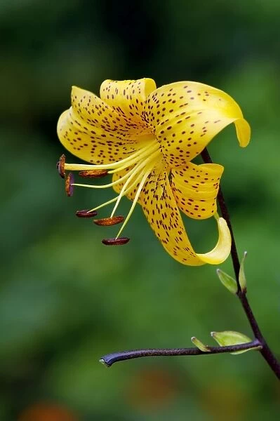 Turk's-cap Lily. The bulb produces up to 12 blooms each summer. Kent garden UK August
