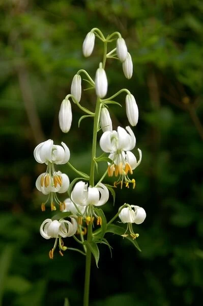 Turk's cap lily - The Lilium album is pure white with unspotted flowers. Devon garden, UK. June