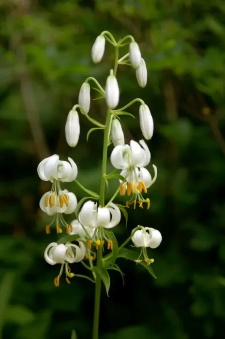 Framed Print : Turk's cap lily - The Lilium album is pure white with unspotted flowers. Devon garden, UK. June Framed Print : Turk's cap lily - The Lilium album is pure white with unspotted flowers. Devon garden, UK. June