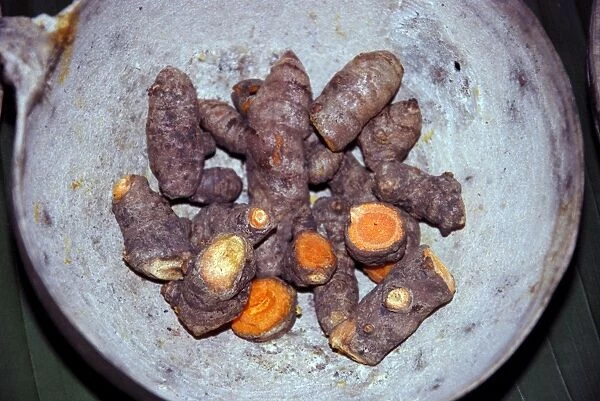 Turmeric Root, widely grown in the tropics as a spice and food colourant, used in curries