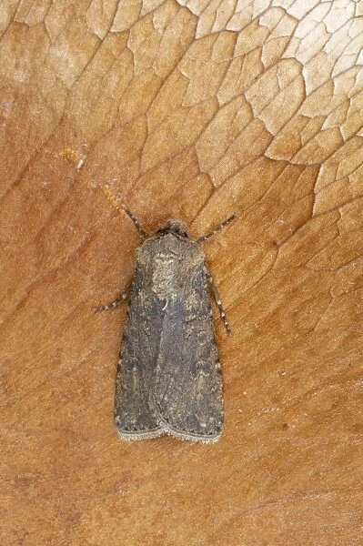 Turnip Moth Agrotis segetum Essex, UK IN000451