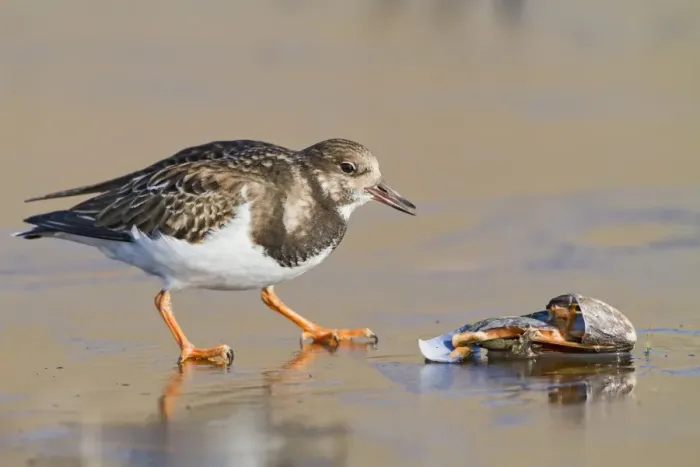 Framed Print : Turnstone - on ice feeding on mussel - Norfolk UK 9019