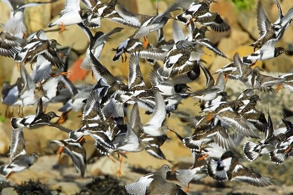 Turnstone - and Redshank (Tringa totanus) - flock startled into flight on beach, autumn. Northumberland, UK