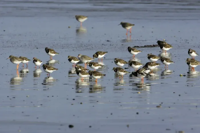 Framed Print : Turnstone - and Redshank (Tringa totanus), flock resting on beach, autumn. Northumberland, UK Framed Print : Turnstone - and Redshank (Tringa totanus), flock resting on beach, autumn. Northumberland, UK