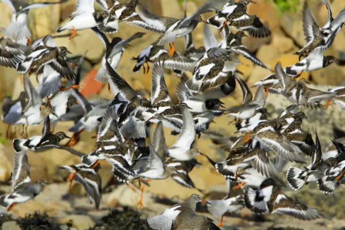 Framed Print : Turnstone - and Redshank (Tringa totanus) - flock startled into flight on beach, autumn. Northumberland, UK Framed Print : Turnstone - and Redshank (Tringa totanus) - flock startled into flight on beach, autumn. Northumberland, UK
