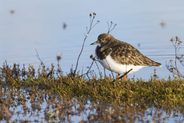 Framed Print : Turnstone - Single adult in winter plumage. Norfolk, UK Framed Print : Turnstone - Single adult in winter plumage. Norfolk, UK