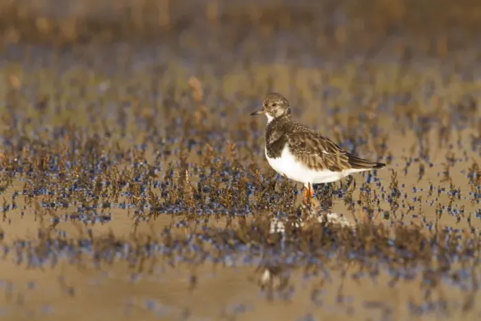 Framed Print : Turnstone - Single adult in winter plumage looking alert in marsh. Norfolk, UK Framed Print : Turnstone - Single adult in winter plumage looking alert in marsh. Norfolk, UK