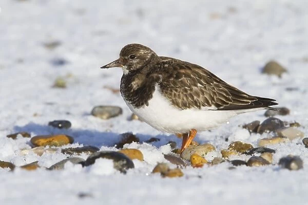 Turnstone - Single adult in winter plumage on a snow covered shingle beach. Norfolk, UK