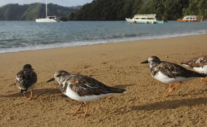 Framed Print : Turnstones - on the beach - early morning - Tobago Framed Print : Turnstones - on the beach - early morning - Tobago