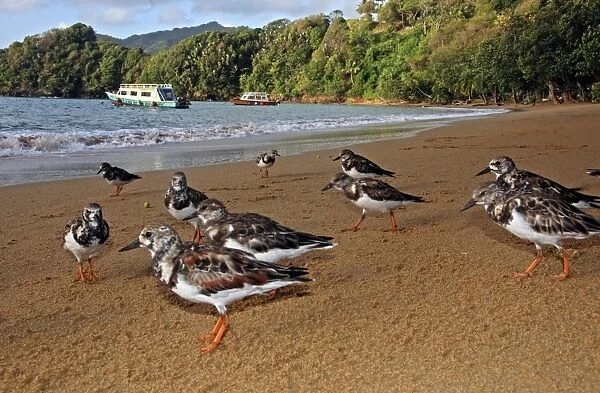 Turnstones - on the beach - early morning - Tobago