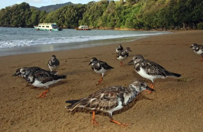 Framed Print : Turnstones - on the beach - early morning - Tobago
