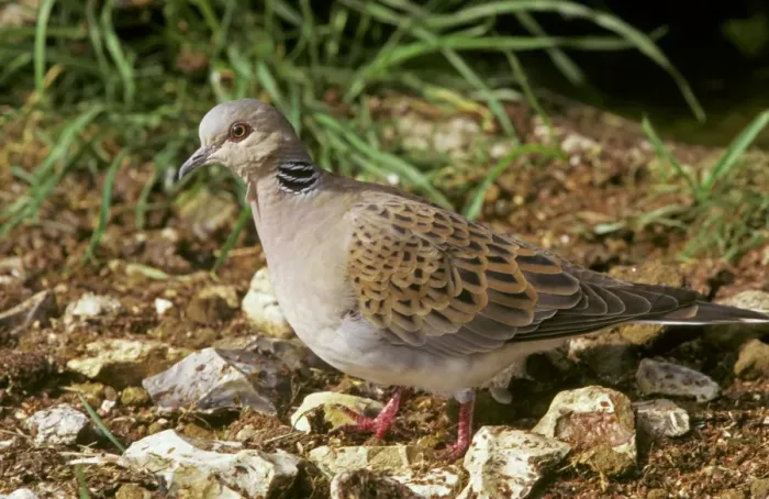 Framed Print : Turtle Dove CK 1141 Steptopelia turtur © Chris Knights  /  ardea. com