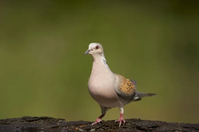 Framed Print : Turtle Dove - At forest pool Streptopelia tutur Hungary BI016566 Framed Print : Turtle Dove - At forest pool Streptopelia tutur Hungary BI016566