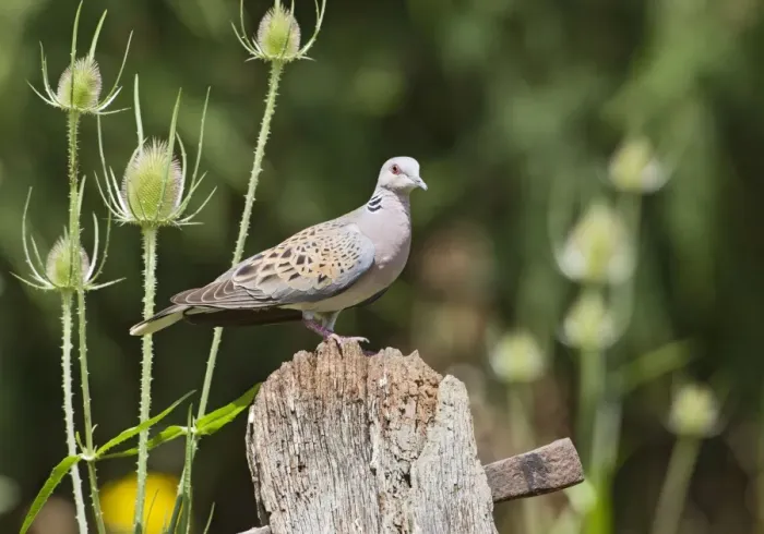Framed Print : Turtle Dove - on gate post - Bedfordshire UK 11139 Framed Print : Turtle Dove - on gate post - Bedfordshire UK 11139
