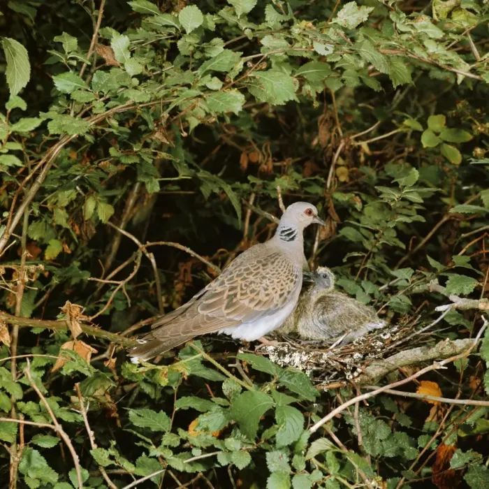 Framed Print : Turtle Dove - at nest with young Framed Print : Turtle Dove - at nest with young