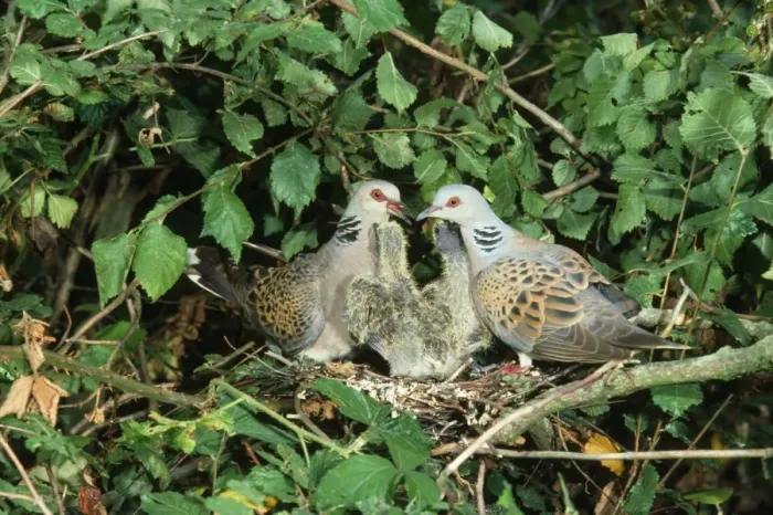 Framed Print : Turtle Dove - at nest with young Framed Print : Turtle Dove - at nest with young