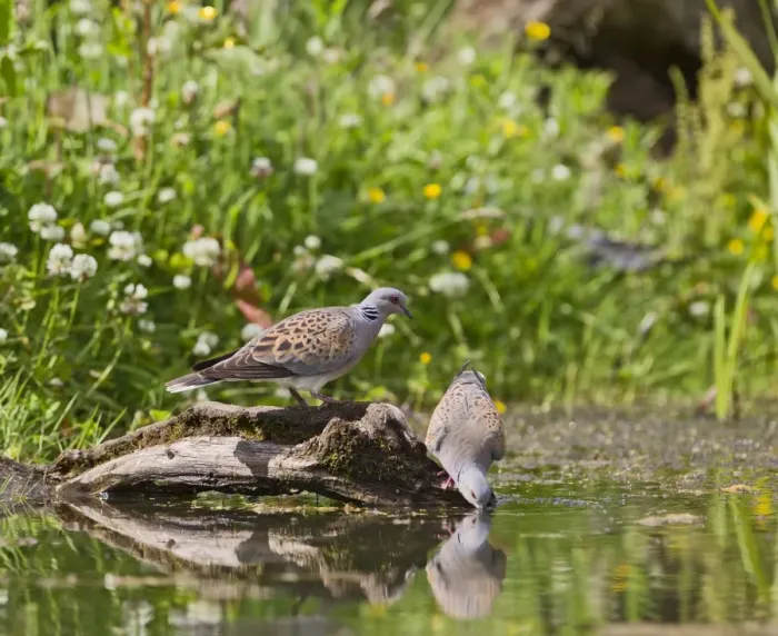 Framed Print : Turtle Dove - pair drinking at pond - Bedfordshire UK 10512 Framed Print : Turtle Dove - pair drinking at pond - Bedfordshire UK 10512