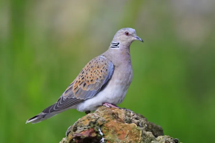 Framed Print : Turtle Dove. Pensthorpe - Norfolk - UK Framed Print : Turtle Dove. Pensthorpe - Norfolk - UK