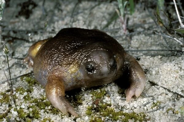 Turtle frog - Australias only frog food specialist: feeds amosts solely on termites