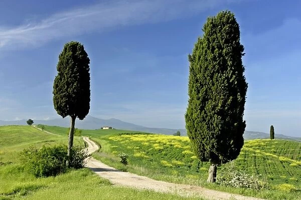 Tuscany landscape road leading to a farm with cypress trees and Monte Amiata in background Val d Orcia, Tuscany, Italy