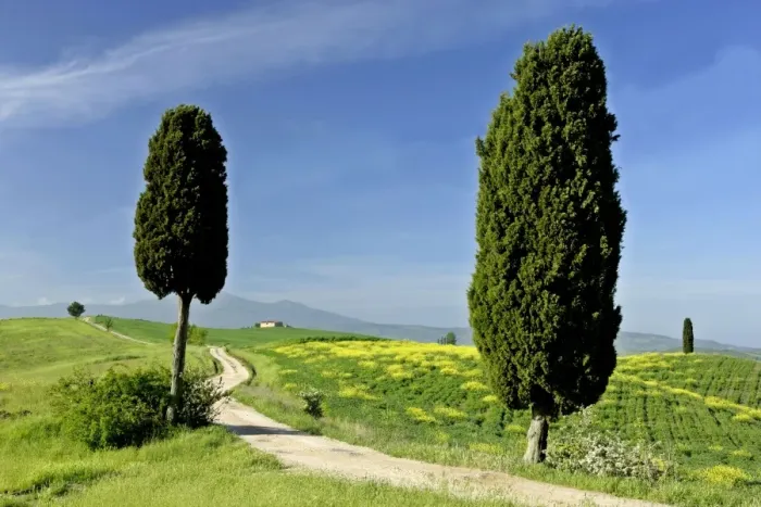 Framed Print : Tuscany landscape road leading to a farm with cypress trees and Monte Amiata in background Val d Orcia, Tuscany, Italy Framed Print : Tuscany landscape road leading to a farm with cypress trees and Monte Amiata in background Val d Orcia, Tuscany, Italy