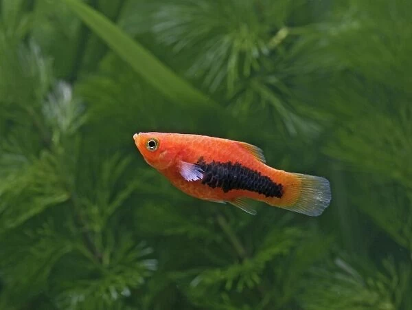 Tuxedo platy – side view - tropical freshwater - variant 002650