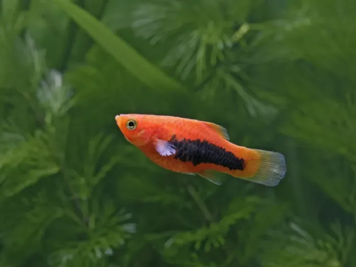 Framed Print : Tuxedo platy – side view - tropical freshwater - variant 002650 Framed Print : Tuxedo platy – side view - tropical freshwater - variant 002650