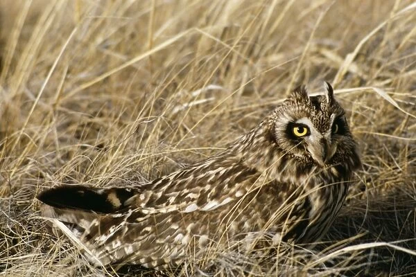 TW-279. Short-eared Owl