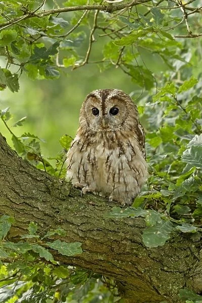 Twany owl - perched on a branch in habitat - August - Cannock Chase - Staffordshire - England