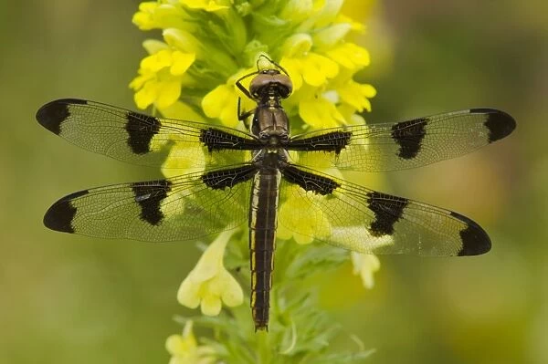 Twelve-spotted Skimmer Dragonfly - (I believe this is a female. ) Pacific Northwest, USA. _TPL0002