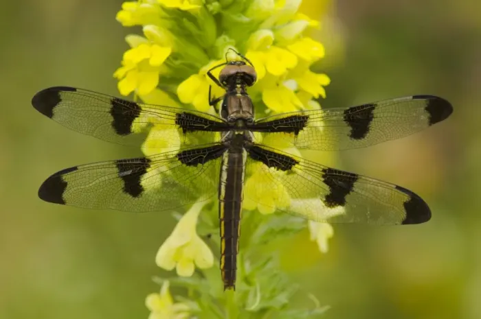Framed Print : Twelve-spotted Skimmer Dragonfly - (I believe this is a female. ) Pacific Northwest, USA. _TPL0002 Framed Print : Twelve-spotted Skimmer Dragonfly - (I believe this is a female. ) Pacific Northwest, USA. _TPL0002