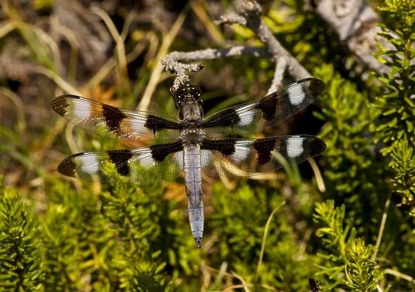 The twelve-spotted Skimmer (Libellula pulchella) perched on red heather, Mount Lassen, California