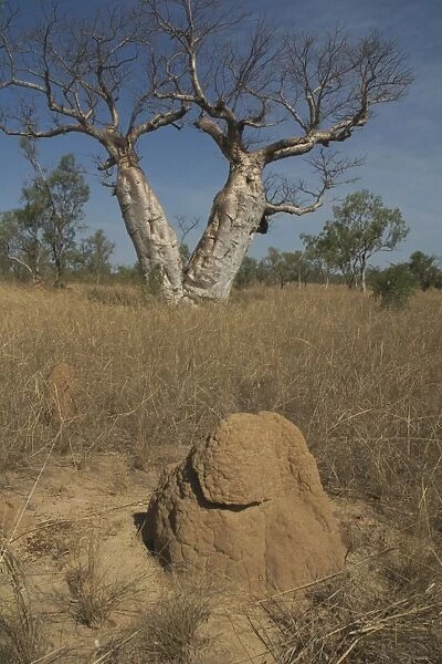 Twin Baobab Trees - and termite mound. Known as Boab Tree in Australia where it is the only species. Named after the explorer A. C. Gregory. All leaves are shed in the dry season. The large white flowers occur in the wet season