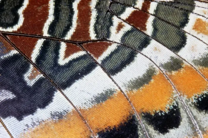 Framed Print : Twin-tail Pasha Butterfly - close-up of scales Framed Print : Twin-tail Pasha Butterfly - close-up of scales