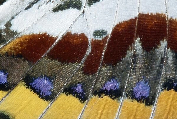 Twin-tail Pasha Butterfly - close-up of scales Mediterranean