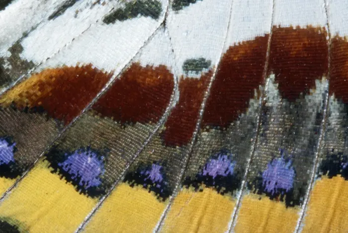Framed Print : Twin-tail Pasha Butterfly - close-up of scales Mediterranean Framed Print : Twin-tail Pasha Butterfly - close-up of scales Mediterranean
