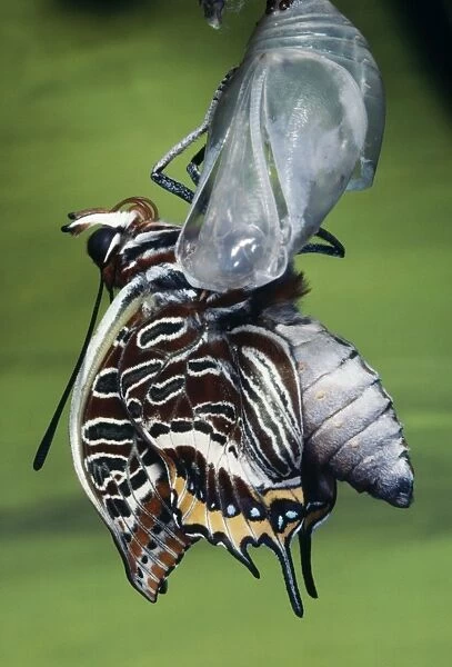 Twin-tailed Pasha Butterfly - emerging from chrysalis