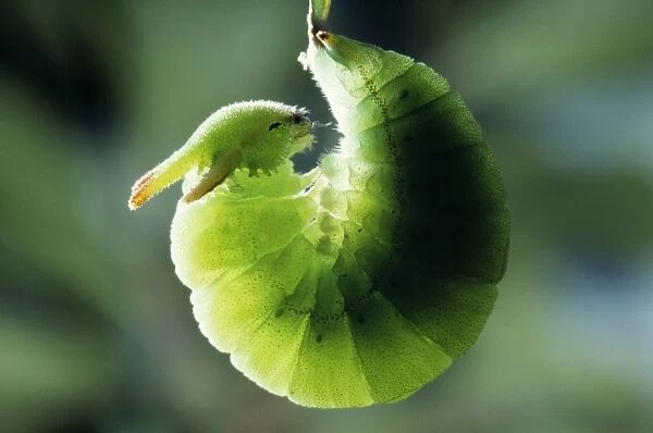 Twin-tailed Pasha Butterfly - larva  /  caterpillar preparing to pupate