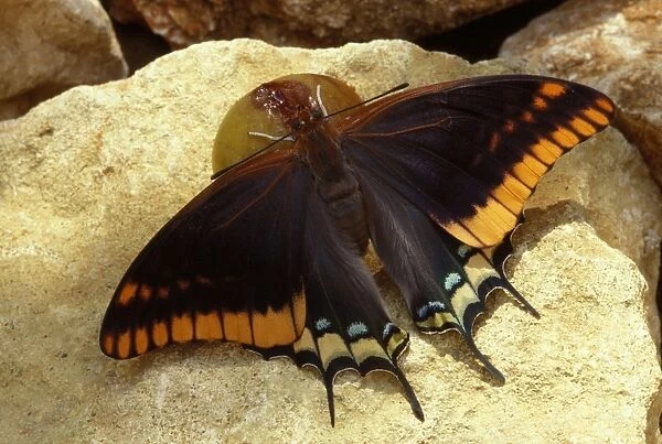 Twin-tailed  /  Two-tailed Pasha  /  Foxy Charaxes