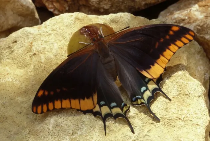 Framed Print : Twin-tailed  /  Two-tailed Pasha  /  Foxy Charaxes