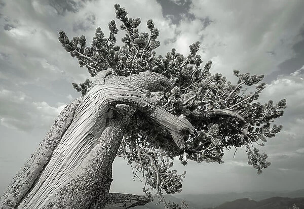 The twisting branches of the ancient bristlecone pines, Mount Evans Wilderness Area, Colorado Date: 15-06-2021