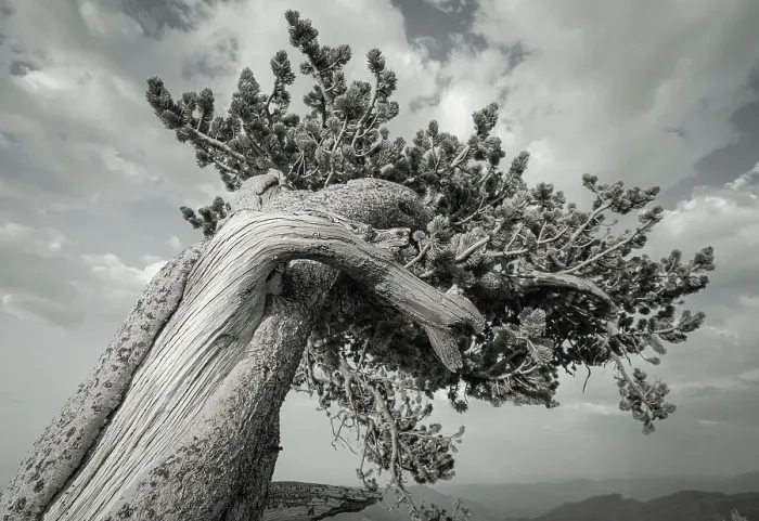 Framed Print : The twisting branches of the ancient bristlecone pines, Mount Evans Wilderness Area, Colorado Date: 15-06-2021 Framed Print : The twisting branches of the ancient bristlecone pines, Mount Evans Wilderness Area, Colorado Date: 15-06-2021